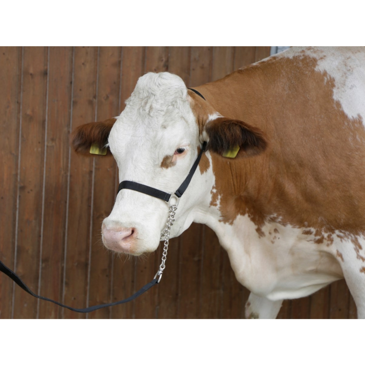 Capastru din naylon pentru bovine